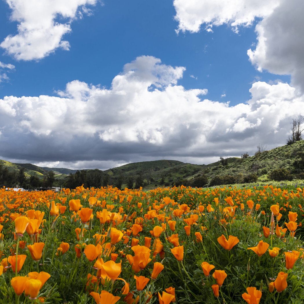 Irvine Ranch Conservancy Native Seed Farm 1